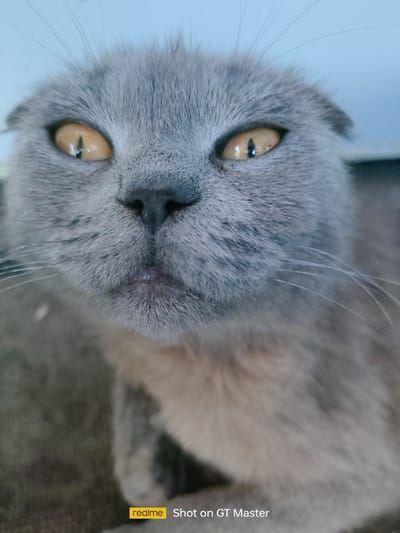 A close-up, head-on shot of a grey Scottish Fold cat with striking yellow eyes is featured. The cat's ears are folded downwards, characteristic of the breed. Its fur is short and appears soft. The background is blurred, with hints of a light blue and darker muted tones, suggesting an indoor setting. The bottom right corner of the image displays a "realme Shot on GT Master" watermark. There are no people or any discernible elements of the city of Moldoveanca, Moldova present in the image.
