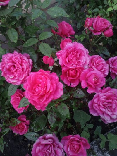 The image shows a close-up, eye-level shot of several bright pink roses with water droplets on their petals, suggesting it may have recently rained. The roses are in various stages of bloom, with some fully opened and others appearing as buds. Dark green leaves and stems are visible throughout the frame, providing a contrast to the vibrant color of the roses. The background is a blur of green foliage and dark soil. The scene appears to be in an outdoor garden setting. There are no people or animals visible in the image. The overall impression is one of natural beauty and freshness.