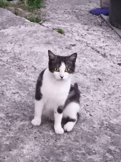 A black and white cat sits on a rough, grey concrete surface. The cat is facing the camera, with its body slightly to the left. Its fur is white on its chest and paws, and black on its back, head, and tail. The cat has bright yellow eyes and pointed ears. Greenery is visible in the upper left corner of the frame, suggesting an outdoor setting with some vegetation. The background is blurry, but appears to be more concrete and some indistinct objects, one of which is a dark cylindrical shape on the right. The lighting suggests it is daytime, possibly overcast, as there are no strong shadows. The cat's posture and direct gaze suggest alertness or curiosity. No text is visible in the image.