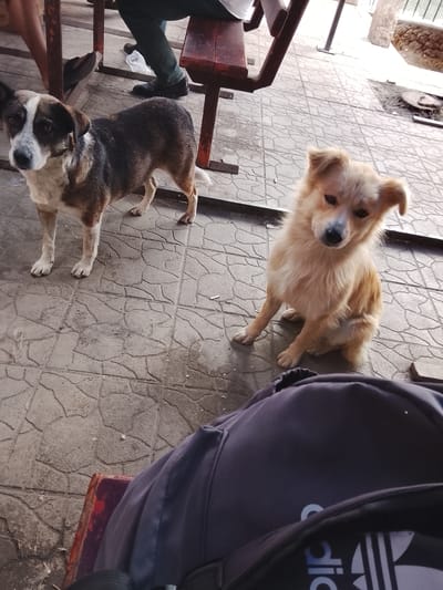 Two dogs are standing on a paved courtyard. The dog on the left is a medium-sized, mixed-breed dog with brown, black, and white markings. It is looking directly at the camera with its ears perked up. The dog on the right is a smaller, fluffy, light brown dog sitting and looking at the camera. In the background, a person's legs are visible, wearing dark pants and black shoes, seated at a wooden bench. The ground is paved with rectangular tiles. The environment suggests an outdoor seating area, possibly in a park or cafe, located in Codru, Moldova. A dark backpack is visible in the foreground, partially obscuring the view of the ground and the dogs.