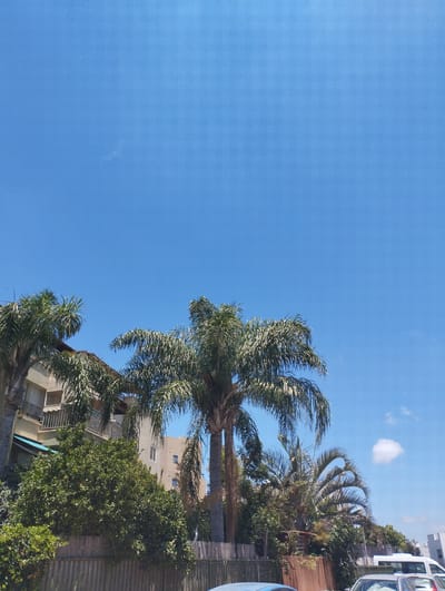 The image depicts a view of a street in Zikhron Yaakov, Israel, under a clear blue sky with a few scattered white clouds. In the foreground, a wooden fence runs horizontally across the bottom of the frame. Behind the fence, lush green foliage and several palm trees dominate the scene, with their fronds reaching towards the sky.
To the left, part of a building with balconies and closed shutters is visible, peeking through the palm trees. Further into the background, other buildings with light-colored facades can be seen, suggesting an urban or suburban setting. Several vehicles, including a white van and parts of other cars, are parked on the street on the right side of the image. The overall impression is a sunny day in a residential area with a strong presence of tropical vegetation.