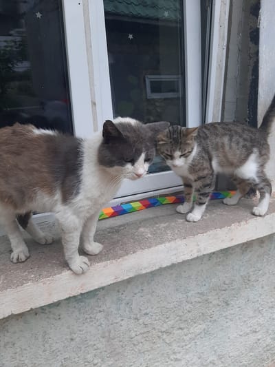 Two cats, one with grey and white fur and the other with tabby and white fur, are standing on a concrete ledge in front of a window. The grey and white cat is facing to the right and appears to be sniffing the tabby cat. The tabby cat is facing to the left and looking down at the ground. A colorful, segmented object, possibly a toy, is on the ledge between the two cats. The background shows a window with reflections of trees and a roof. The scene is outdoors, with a textured wall visible in the foreground. The image was taken in Bilhorod-Dnistrovskyi, Ukraine.