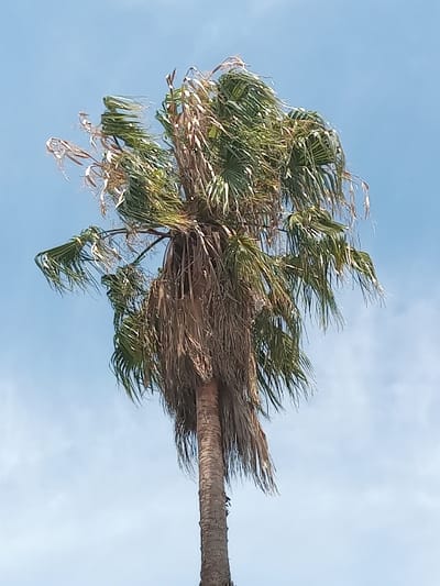 A single, tall palm tree is depicted against a light blue sky with sparse, wispy white clouds. The tree's visible trunk is textured and brown-grey. The crown of the palm consists of numerous fronds, a combination of vibrant green and dried, brown foliage. The green fronds exhibit evidence of motion, consistent with wind activity. Desiccated brown fronds are interspersed among the green ones and hang downwards around the base of the crown. No human subjects or man-made objects are present. This scene is located in Germiston, South Africa.