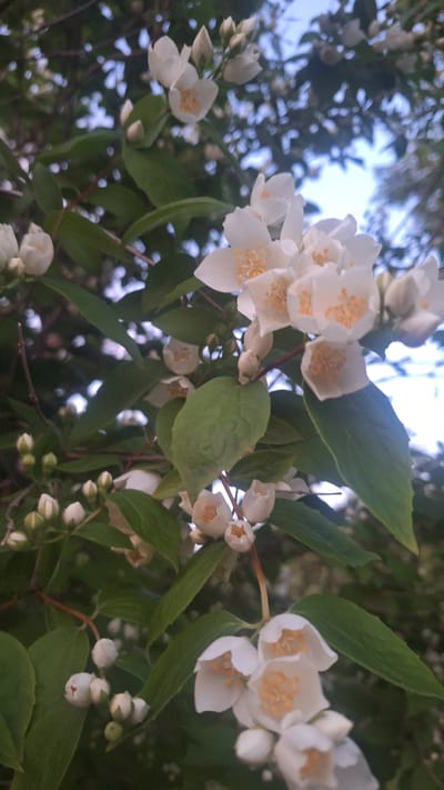 In an outdoor scene, a cluster of white jasmine flowers with yellow centers hangs from a branch. The flowers are in various stages of bloom, with some fully open and others still budding. Lush green leaves surround the blossoms, creating a natural backdrop. The background is softly blurred, suggesting a shallow depth of field, with hints of blue sky and dappled sunlight filtering through the foliage. The image appears to be a close-up shot, focusing on the delicate beauty of the flowers. The location is not specified in the image itself.