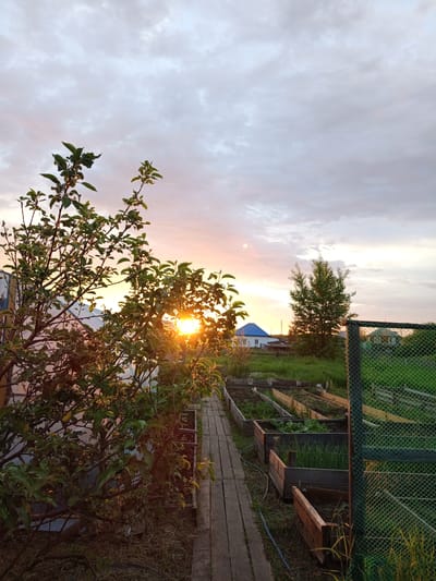 This is a full-frame, eye-level, outdoor, vertical, handheld shot of a garden at sunset in Pankrushikha, Russia. In the foreground, a leafy green tree obscures part of the view. Sunlight filters through the tree's branches, creating a lens flare. To the right of the tree is a wooden walkway. Beyond the walkway are several raised garden beds, some containing green plants, possibly onions and radishes. A chain-link fence runs along the right side of the garden. In the middle ground, several houses with blue and green roofs are visible, along with a lone tree. The sky above is filled with soft, scattered clouds tinted with hues of pink and orange from the setting sun. The overall impression is that of a peaceful, rural evening scene.