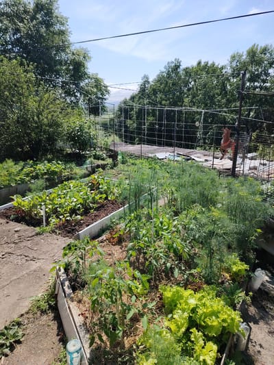 This image depicts a vegetable garden in Razdolnoe, Russia, on a clear, sunny day. The garden features several raised beds filled with various crops. In the foreground, a raised bed contains rows of young beet plants with red stems and green leaves, alongside dill and lettuce. Another raised bed to the right is filled with more dill, tomato plants supported by stakes, and leafy green lettuce. In the background, a wire trellis system runs across the garden, likely for climbing plants. Beyond the garden, mature trees form a dense green backdrop. A light-colored, possibly concrete path runs along the edge of the raised beds. A decorative item, appearing to be a small wooden horse, is suspended from the trellis. The overall scene conveys a sense of active cultivation and a well-maintained garden.