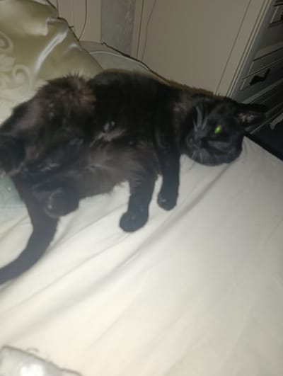 A black cat is lying on a white surface, likely a bed, in what appears to be a bedroom. The cat is positioned on its side, with its hind legs tucked underneath its body and its front paws extended. Its fur is sleek and appears to be of medium length. The cat's eyes are open and glowing with a bright green hue, suggesting that it is looking towards a light source. The background is dimly lit and out of focus, but hints of a patterned headboard and furniture can be discerned. The overall impression is of a domestic setting. This image does not contain information about the city of Pivdenne, Ukraine.