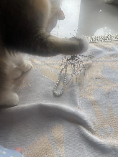 An image shows a cat's paw interacting with a string of white pearls and some frayed strings on a patterned tablecloth. The cat's fur is visible in shades of brown and white. The tablecloth has a woven pattern with gold and light blue threads. The background is out of focus and appears to be a bright, sunlit area, possibly near a window. There is no indication of a city or specific location.