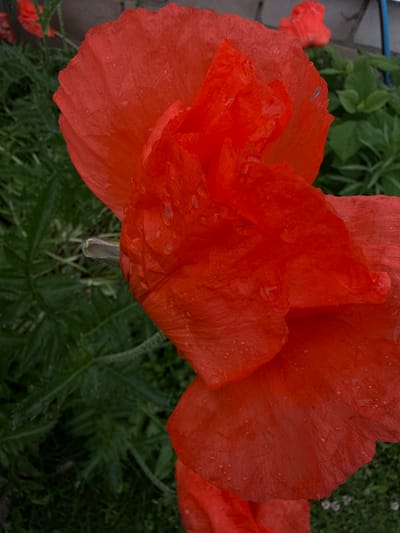 A close-up, vertical, eye-level shot focuses on the vibrant red petals of a poppy flower. The petals are slightly crinkled and appear delicate, with small water droplets scattered across their surface, suggesting recent rain or dew. The flower is the dominant subject, taking up most of the frame. To the left and behind the poppy, dark green, feathery foliage forms a dense background. In the upper left and upper right corners, glimpses of other poppies and greenery are visible, hinting at a garden or natural setting. The lighting is soft, casting subtle shadows and highlighting the texture of the petals. The scene is devoid of human presence. The image has been taken in Yakshur-Bod'ya, Russia, likely in a garden or park.