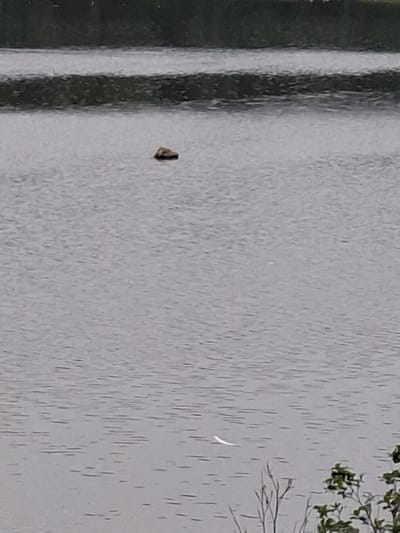 A rock is floating in the water of the River Wyre in Scorton, United Kingdom. The river is calm, with ripples on the surface. In the background, there is a line of trees. The sky is overcast.