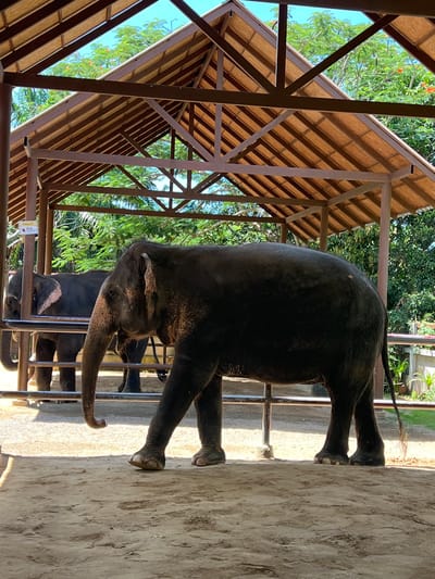 An adult elephant stands in the foreground of an open-air shelter with a wooden roof and metal supports. The elephant is dark gray and facing left, with its trunk extended. Behind it, another elephant is partially visible, also dark gray, and facing left. Both elephants are behind a metal fence. The ground is a mix of sand and dirt. Lush green trees and vegetation are visible in the background, with a clear blue sky overhead. The shelter appears to be in an outdoor enclosure, possibly a sanctuary or zoo, located in Baan Thurian, Thailand.