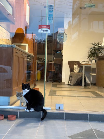 This image captures an exterior view looking into an establishment through a large glass door, located in the Municipal Unit of Elliniko, Greece.
**Exterior:**
A black and white tuxedo cat with green eyes sits prominently on a dark gray tiled threshold directly outside the glass door, facing forward. Its tail curls to its right. Two empty, terracotta-colored shallow bowls rest on the dark gray tiled ground to the cat's left. The exterior ground features square dark gray tiles with lighter gray diamond patterns. A metal lock mechanism is visible on the lower right portion of the glass door.
**Interior (visible through glass):**
A light gray/cream cat is seated directly behind the black and white cat, inside the establishment, looking towards the viewer. Further inside, on the right, a white and brown tabby cat is perched upright on a brown fabric-covered chair draped with a gray blanket, facing the glass. The interior appears to be a combined kitchen and office space. The left side reveals wooden cabinetry, a built-in oven, and a light-colored countertop. Reflections on this glass panel include a white car and a television antenna. The right side features a white wall, a desk with a plant, papers, and an office chair. A green rectangular sign with Greek text "ΓΙΑ ΑΜΕΣΗ ΕΠΙΚΟΙΝΩΝΙΑ 6974-037450" (FOR IMMEDIATE CONTACT) hangs from the ceiling on the right side. The interior floor consists of light beige square tiles with darker diagonal patterns.
**Glass details:**
Multiple signs and reflections are present on the glass. A red rectangular sticker with white Greek text "ΠΡΟΣΟΧΗ! Ο ΧΩΡΟΣ ΠΡΟΣΤΑΤΕΥΕΤΑΙ" (CAUTION! THE AREA IS PROTECTED) and a "Sigma Security" logo is visible on the left glass panel. Credit card logos (Visa, Electron, Maestro, Mastercard) are also visible, either as stickers or reflections, on the upper left portion of the glass. A round glass handle is on the center-left.