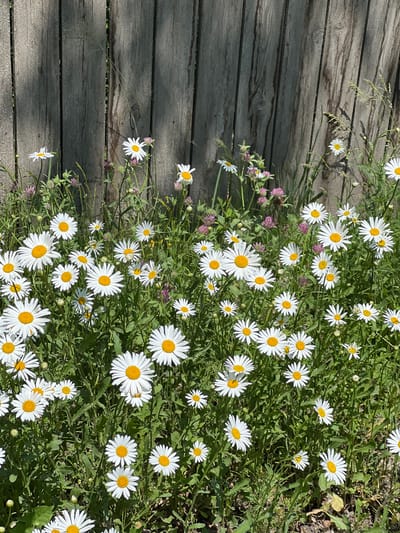 The image captures a close-up view of a field of white daisies with yellow centers, interspersed with clover and other green foliage. The flowers are in various stages of bloom, with some fully open and others still as buds. A weathered wooden fence serves as the backdrop, with vertical planks showing signs of age and a textured surface. Sunlight casts dappled shadows on the fence and illuminates the vibrant colors of the flowers. The scene appears to be a natural setting, possibly a meadow or a garden border, in the city of Khor, Russia, given the context. There are no people or animals visible in the image.