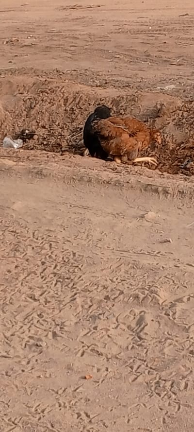 A brown and black hen sits nestled in the dirt. The hen is situated on a raised dirt mound, with a plastic bag lying to the left. The rest of the image is filled with a sandy ground, covered in various textures and small tracks. The scene is captured in daylight, casting a natural light on the hen and its surroundings.
