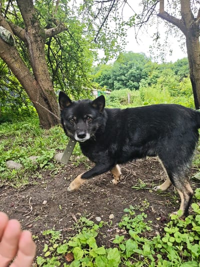 A medium-sized black and tan dog stands in a dirt and grassy yard in Akhmetovskaya, Russia. The dog is wearing a green collar and is chained to a tree. The dog is looking towards the camera with its mouth slightly open. The background consists of trees and foliage. A human hand is visible in the foreground on the left side of the image.