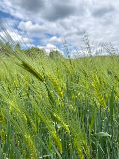 The image shows a close-up view of a field of green barley or similar grain crop. The ears of grain are the primary focus, with their long, slender awns clearly visible. The sky is partially visible in the background, displaying white and gray clouds against a blue sky. The orientation of the image suggests that the field is in Капцёўскі сельскі Савет, Belarus.