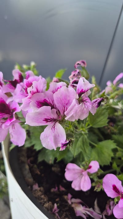 A close-up, vertical, eye-level shot focuses on a cluster of pink and magenta geranium flowers in a white planter. The flowers are in various stages of bloom, with some petals unfurled and others tightly closed. The dominant flower in the center has delicate pink petals with dark magenta streaks radiating from the center. The background is a soft blur of muted grey, possibly a wall or overcast sky, with some faint diagonal lines suggesting texture or shadows. The planter's white rim is visible in the bottom left corner, and dark soil is present at the base of the flowers. A few fallen petals are scattered in the soil. The scene appears to be outdoors, in Drazhevo, Bulgaria, given the context. There are no people or animals visible.
