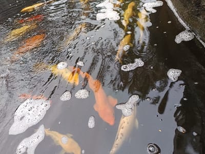 This image captures a top-down view of a pond in Ouderkerk aan de Amstel, Netherlands, populated by multiple koi fish. The water is dark and somewhat opaque, exhibiting numerous clusters of white foam and individual bubbles on its surface, along with distinct ripples. Approximately ten or more koi fish are visible beneath the water, varying in color; predominant hues include golden yellow, deep orange, and lighter, cream-colored individuals with dark spots. The fish are oriented in various directions, swimming or idling, with some contributing to the surface disturbances. A dark, non-reflective pond lining or edge is discernible along the upper right and lower right perimeter of the frame. No human figures or other significant objects are present.
