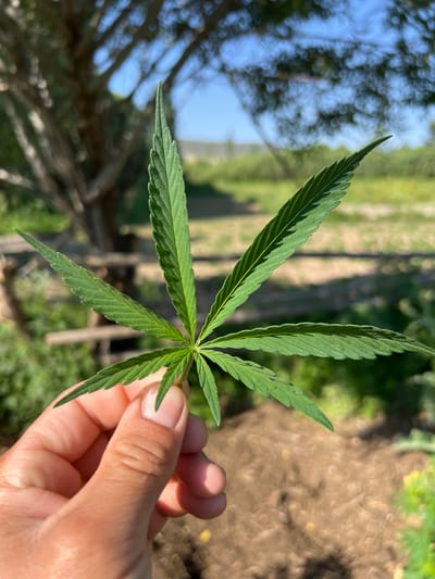 A close-up shot shows a hand holding a single cannabis leaf outdoors. The leaf is green and serrated, with visible veins. The background is blurred, but appears to be a rural or natural setting with trees, a wooden fence, and dry earth. The sky is clear and blue.