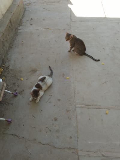 The image shows two cats on a concrete ground outdoors. One cat is a tabby with a striped tail, sitting on the right side of the frame. The other cat, which is mostly white with brown patches, is lying down on the left side of the frame. The ground appears to be a paved area, possibly a courtyard or sidewalk, with some cracks and debris scattered around. In the background, there is a low wall or raised structure on the left side, and a brightly lit area on the upper right, suggesting an open space and sunlight. There are also some yellow leaves scattered on the ground. This scene is consistent with an outdoor setting in Muborak, Uzbekistan, where such concrete paved areas are common.