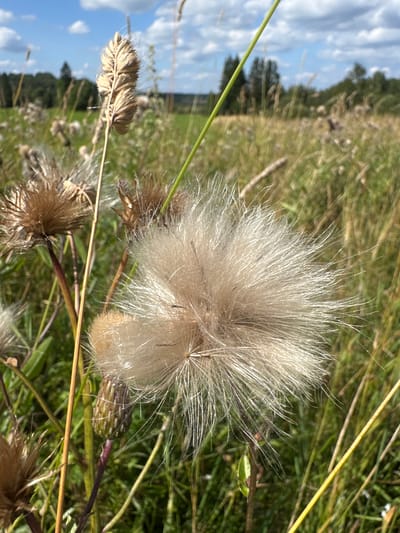A close-up, eye-level, outdoor, vertical shot captures a feathery seed head of a thistle plant in the foreground, with its delicate white filaments fanned out against a blurred background of a grassy meadow on a sunny day. In the mid-ground, other dried thistle heads and green stalks are visible. The background shows a line of trees and a hazy blue sky with white clouds. The location is the city of Portovoe, Russia. No people are present.