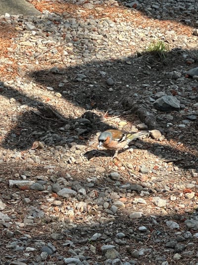 A small bird with brown, orange, and green plumage is foraging on a gravelly ground covered with pine needles and small stones. The bird is facing towards the left, with its head down as if pecking at the ground. Sunlight casts dappled shadows from nearby foliage onto the scene. The environment appears to be an outdoor area, possibly a park or garden, with a natural, undeveloped ground cover. There is no indication of the city of Borno, Italy, in the image.