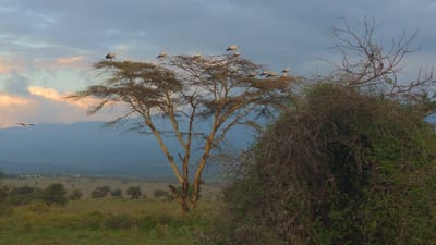 This image captures a natural landscape in Sanya Juu, Tanzania, likely during sunrise or sunset, evidenced by the orange-pink light on clouds in the upper left. The environment consists of a vast savanna plain with scattered vegetation and distant mountains under a predominantly overcast sky.
In the midground, a prominent acacia-type tree with a light-colored, multi-branched trunk and a flat canopy serves as a roosting site. Approximately twelve large white birds, identified as storks, are perched on the upper branches of this tree. To the immediate right, a dense, dark green shrub or bush, composed of numerous intertwined bare branches and some foliage, occupies the foreground.
The left midground reveals a wide expanse of green-brown savanna, dotted with smaller trees and bushes. Faintly visible in the far distance on this plain are several small, white structures. A range of hazy blue mountains spans the background horizontally. One white stork is observed in flight in the upper left quadrant, wings extended, moving away from the central tree towards the distant landscape. No human figures are present.