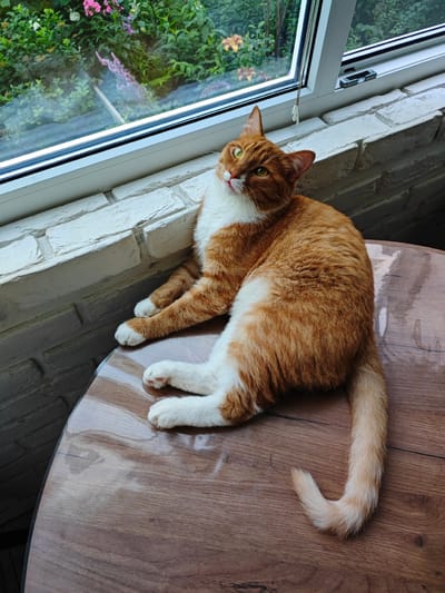 An orange and white cat is lying on a wooden table near a window with a view of greenery. The cat is positioned on its side, facing the camera with its head tilted upwards. Its fur is a mix of ginger and white, with distinct markings on its face and chest. The cat's eyes are a bright green, and its ears are perked. The table is round and has a polished, wood-grain surface. Behind the table, a white brick wall is visible, and beyond that, a window looks out onto a garden filled with lush green foliage and pink and orange flowers. The scene appears to be indoors, in a brightly lit space. The location is identified as Borovsk, Russia.