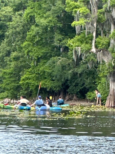 The image captures a daytime scene of people kayaking on a body of water, likely a river or lake, bordered by a dense, green forest. Several individuals are present: one person is standing on the treed bank, while at least four others are in kayaks of various colors, including blue and green. They appear to be paddling or resting close to the shore. The trees lining the bank are heavily draped with Spanish moss, indicating a wetland or swampy environment, consistent with the provided location context of Tampa, United States. The water surface shows ripples and reflections, suggesting gentle movement. The lighting is bright and natural, indicating good weather for outdoor activities. No visible text is present in the image. The overall atmosphere suggests a leisurely and enjoyable recreational outing in nature.