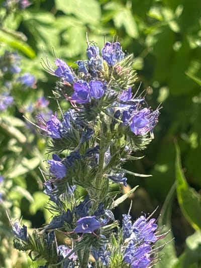 A close-up, eye-level, outdoor shot shows a stalk of blue flowers with green foliage in the background. The flowers are small and tubular with five petals, and they are clustered together at the top of the stalk. The stalk is covered in small, green leaves and has a fuzzy texture. The background foliage is out of focus, but appears to be a mix of green leaves and stems. The lighting suggests it is a sunny day. The location is Pereiaslavske, Ukraine.