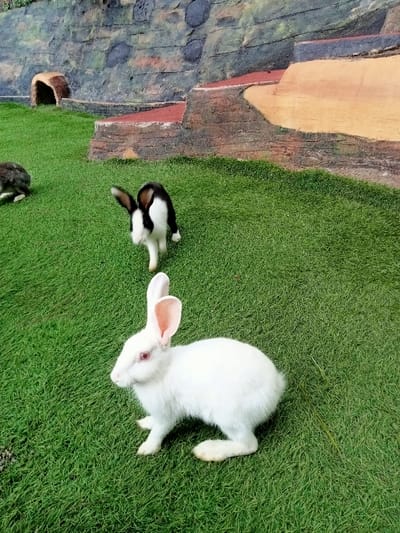 The image depicts an artificial outdoor enclosure in Kuwukan, Indonesia, designed to house rabbits. The foreground and mid-ground consist of vibrant green artificial turf. Three rabbits are visible. In the immediate foreground, a white rabbit with pink ears and distinct red eyes is stationary, facing left. In the mid-ground, a black and white rabbit appears to be in motion, blurred, moving towards the viewer from the center of the frame. A third, dark-colored rabbit is partially visible in the far-left background, resting on the turf. The background features a multi-tiered, textured wall constructed to resemble natural rock formations, displaying shades of grey, black, and brown with reddish-orange accents on ledges and crevices. A dark brown, simulated log or tunnel entrance is built into the base of this wall on the far left. The scene suggests a dedicated animal habitat within a public or private facility.