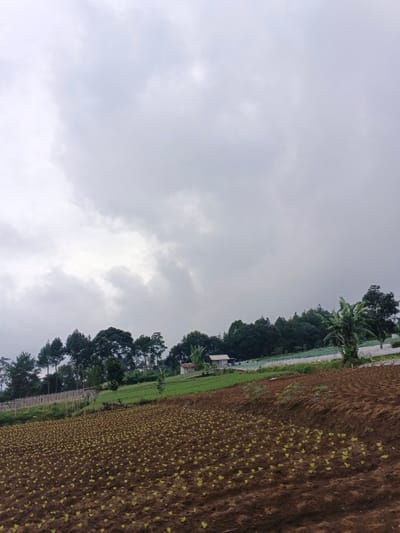 The image depicts an agricultural landscape under an overcast sky, located in São Félix do Xingu, Brazil. In the foreground, a field of reddish-brown tilled soil extends across the lower half of the frame, densely planted with numerous small, light green seedlings arranged in rows. This field slopes upwards from the lower left to the upper right. The middle ground features a green hillside with additional cultivated patches, including rows of more mature, darker green crops. A small, light-colored building with a dark roof is situated on this hillside towards the center-right. Various trees punctuate the scene: a cluster of tall, slender trees resembling pines is visible on the left, while several broadleaf trees and a prominent banana tree stand on the right. A dirt path or road runs horizontally behind the main cultivated area on the right side. The background is dominated by a dense treeline along the horizon. The sky is entirely covered by heavy, uniform grey clouds. No individuals, animals, or explicit actions are observed within the frame.