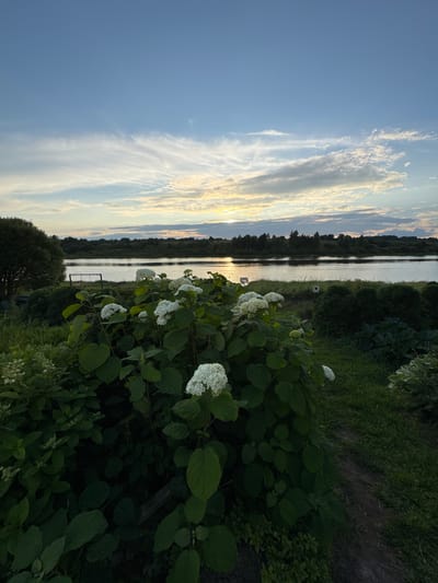 The image depicts a serene natural landscape at dusk near Sitno, Russia. In the foreground, a lush green bush with white flowers dominates the lower half of the frame, its leaves and blossoms casting dark shadows. To the left, a large tree with dark green foliage is visible. Beyond the foliage, a calm river stretches across the middle ground, reflecting the soft, muted colors of the sunset. The far bank of the river is lined with a dense band of trees, their silhouettes dark against the sky. The sky above is a gradient of pale blue, transitioning to warmer hues near the horizon, with wispy clouds streaked with light. The overall impression is one of tranquility and natural beauty at the end of the day.