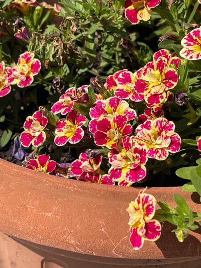The image shows a close-up view of several multi-colored petunias with pink and yellow petals, blooming in a terracotta pot. The flowers are arranged in clusters, with some in sharp focus and others slightly blurred. Green foliage surrounds the blooms, and some dried and wilted leaves are visible among the healthy ones. The terracotta pot's textured surface is prominent in the foreground. The scene appears to be outdoors, likely in a garden or on a patio. The location is not specified in the image or context.