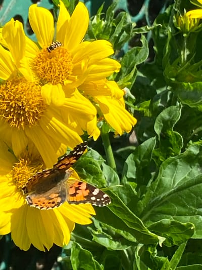 A close-up, eye-level shot captures two vibrant yellow sunflowers in bloom, their petals illuminated by sunlight. A butterfly with orange and black wings is perched on the lower right sunflower, its wings slightly fanned out. Another insect, a small, striped fly, rests on the central disc of the upper sunflower. The background consists of lush green foliage and a hint of a teal-colored, lattice-like object, possibly a garden fence, in the upper left corner. The scene suggests a peaceful moment in a garden setting.