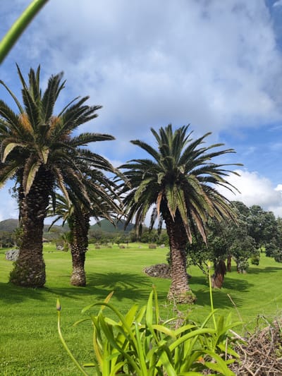The image depicts a vibrant green lawn in Ribeira Grande, Portugal, dotted with three palm trees in the foreground and other deciduous trees in the background. The sky is blue with puffy white clouds. In the immediate foreground are plants with budding flowers, obscuring the lowest part of the image. The middle ground shows well-manicured grass and subtle shadows cast by the trees. In the distance, hints of mountains are visible.
