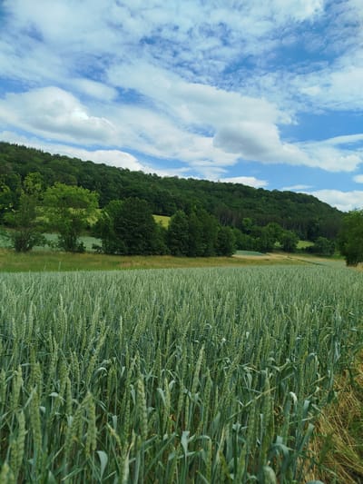 This is a photograph of a rural landscape in Boxberg, Germany, under a partially cloudy blue sky. In the foreground, a field of unripe green wheat or barley stretches across the frame. The stalks are tall and dense, with visible heads of grain. To the left and behind the field, a gentle slope rises, covered with trees. The trees vary in height and shade of green, with some appearing lighter and more mature than others. Further back, the slope continues to rise into a densely forested hill that dominates the background. The sky above is a bright blue, with scattered white clouds, some of which are elongated and streaky. The overall impression is one of agricultural land meeting a natural wooded area on a clear day.