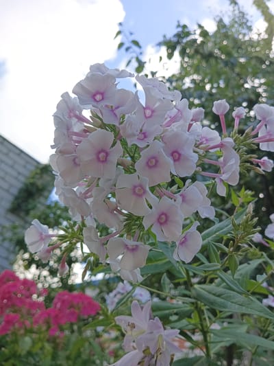 The image is a close-up, low-angle shot of a cluster of white phlox flowers with pink centers, set against a blurred background of green foliage, a brick building, and a bright sky with clouds. The flowers are in various stages of bloom, with some buds visible. The lighting suggests it is daytime, possibly late afternoon, with the sun illuminating the flowers from above. In the foreground, out of focus, are more flowers, some of which are bright pink. The overall impression is one of a garden or natural setting. The location is Shumerlya, Russia.