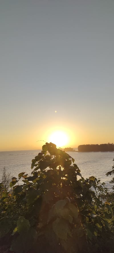 The image captures a serene sunset over a body of water, likely a sea or ocean, from an elevated viewpoint. The sun, a bright, luminous disc, is positioned low on the horizon, casting a warm golden glow across the sky and the water's surface. The sky transitions from a pale blue at the top to a vibrant yellow and orange near the horizon. A small, lighter-colored circle, possibly the moon, is visible in the sky above and slightly to the left of the sun.
In the foreground, a lush green tree with large leaves partially obscures the view of the sunset and the water. Sunlight filters through the leaves, creating a dappled effect. The water appears calm with gentle ripples reflecting the sunset's colors. In the distance, a tree-lined coastline or island is silhouetted against the bright sky. The overall scene is tranquil and picturesque, evoking a sense of peace and natural beauty.
The specific location in Crakmong, Indonesia, is not directly identifiable from the visual information provided in the image alone.