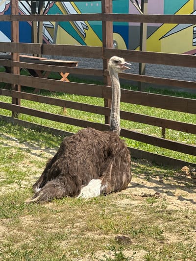 This media file shows an ostrich in an outdoor enclosure. The ostrich, a large bird with brown and white feathers, is standing on sandy ground with patches of green grass. Its long neck is extended, and its beak is open, as if it is calling out or vocalizing. The background consists of a wooden fence, behind which is a colorful mural and some greenery. The lighting suggests it is daytime, likely sunny, given the shadows. The scene appears to be at a zoo or animal park in Bogdanikha, Russia. There is no visible text in the image.