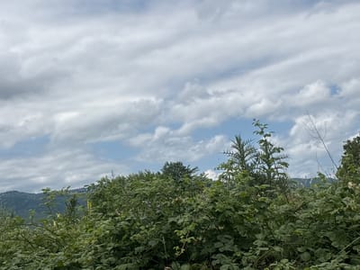 The image depicts a view of lush green foliage in the foreground, with a dense collection of trees and bushes. Some of these plants appear to be brambles, as indicated by small purple flowers and thorny branches. In the background, rolling hills covered in trees fade into the distance under a cloudy sky. The sky is a mix of light gray and white clouds, with patches of blue visible. The scene suggests an outdoor natural environment, possibly a park or a rural area. There are no people or specific man-made structures visible that would pinpoint a location within a city. The overall impression is one of abundant vegetation under an overcast sky.