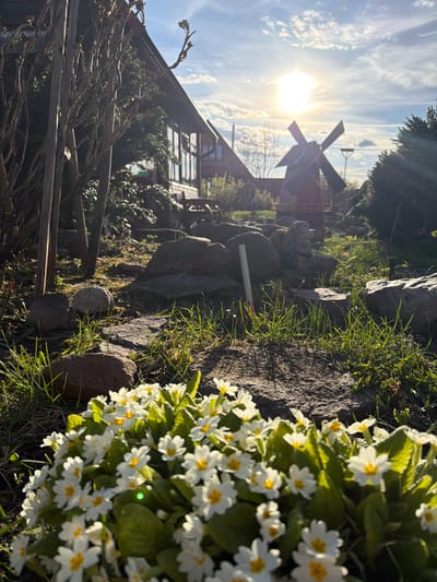 The image shows a ground-level view of a garden scene in Shibanikha, Russia. In the foreground, there's a cluster of white flowers with yellow centers, growing near dark, mossy rocks and some grass. Behind the rocks, there's a fence-like structure made of wooden sticks. In the background, a windmill stands near a two-story building with a glass-enclosed area. The sun is visible in the sky, creating lens flare. The overall setting appears to be a residential area with a decorative windmill.