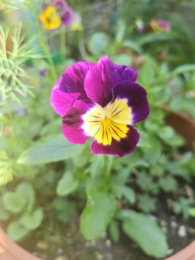 This is a close-up, eye-level, outdoor, vertical shot of a single pansy flower. The flower is predominantly purple and yellow with a white center, and its petals are slightly curled. The background is softly blurred, showing green foliage and hints of other flowers, suggesting a garden setting. The lighting appears to be natural sunlight, casting a gentle glow on the scene. The location is specified as Unarokovo, Russia, though there are no specific landmarks visible in the image to confirm this. There are no people or animals present in the image.