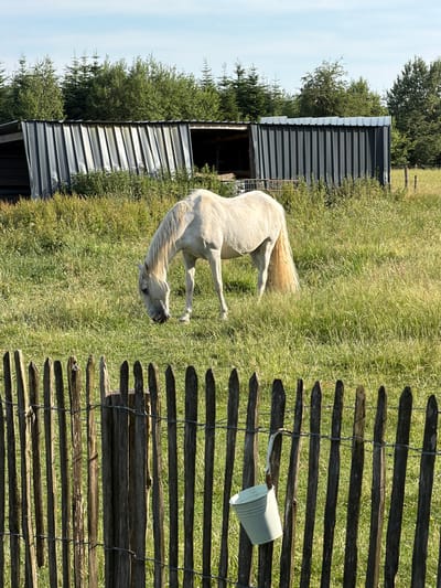 The image depicts a pastoral scene, likely in or around the rural area of La Roche-en-Ardenne, Belgium, characterized by its natural beauty and agricultural elements. In the foreground, a weathered wooden fence with visible wire fencing runs horizontally across the frame, partially obscuring the view beyond. A pale green metal bucket is suspended from the fence by a wire handle, hanging to the right of center.
Behind the fence, a white horse is grazing in a lush, green meadow dotted with tall grasses and wildflowers. The horse is positioned in the mid-ground, facing left with its head lowered to the ground, engaged in eating. Its tail is long and flowing, fanning out behind it.
In the background, a corrugated metal structure, possibly a barn or shelter, stands against a backdrop of dense green trees. The structure appears somewhat aged, with sections of its metal siding showing a ripple effect. The overall environment suggests a tranquil, rural setting bathed in natural sunlight, with a clear blue sky overhead.