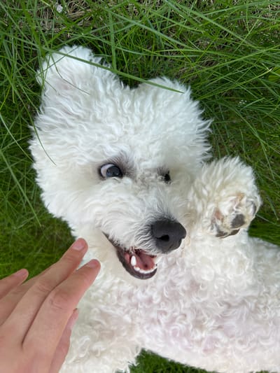 A white, fluffy dog with a black nose and dark eyes is lying on its back in the grass. The dog's mouth is open, revealing its teeth and pink tongue. A person's hand is visible in the lower left corner of the image, reaching towards the dog. The background is filled with green grass. This image does not depict any specific location in the city of Dzerzhinsk, Russia.