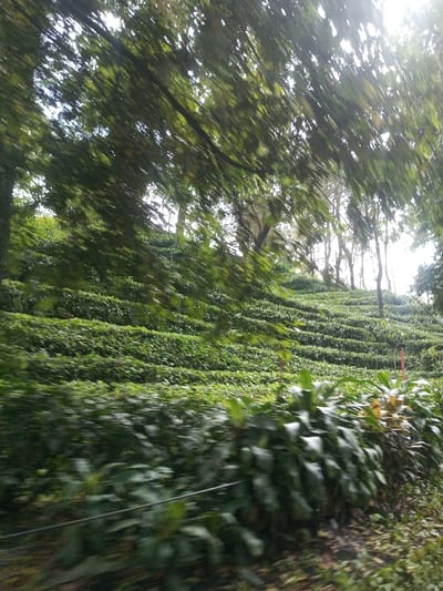 A hillside is covered in terraced, lush green vegetation under a canopy of trees. The layers of greenery stretch up the slope towards a brighter sky. Some areas are obscured by branches, while other spots reveal the terraced rows of plants. The foreground is blurred, with large green leaves and foliage moving rapidly, suggesting the photo was taken from a moving vehicle. The overall scene depicts a vibrant, cultivated landscape in a natural setting.
