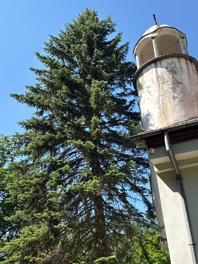 An outdoor, eye-level, slightly low-angle shot captures a tall, dense evergreen tree to the left of a portion of a weathered, light-colored cylindrical tower topped with a domed structure. The tower has visible peeling paint and shows signs of age. A section of a roof with a gutter and downspout extends from the side of a building beneath the tower. The background is a clear, bright blue sky. The scene appears to be located in Kokalyane, Bulgaria.