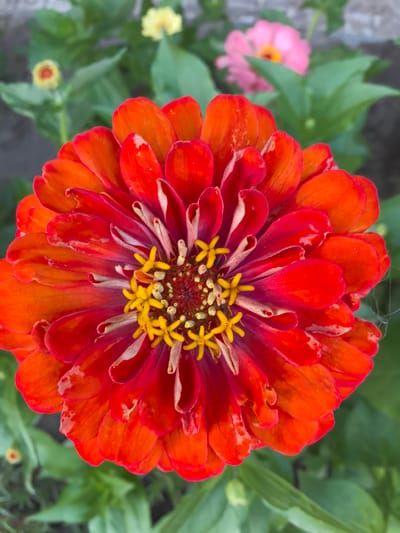 A vibrant, close-up, overhead shot showcases a bright orange and red zinnia flower. The flower's petals radiate outwards, with the center featuring yellow stamen. In the blurred background, hints of green foliage and other flowers, one pink and one yellow, are visible. There is no indication of the location being Taldykorgan, Kazakhstan. The image is a still photograph with no people or discernable action.