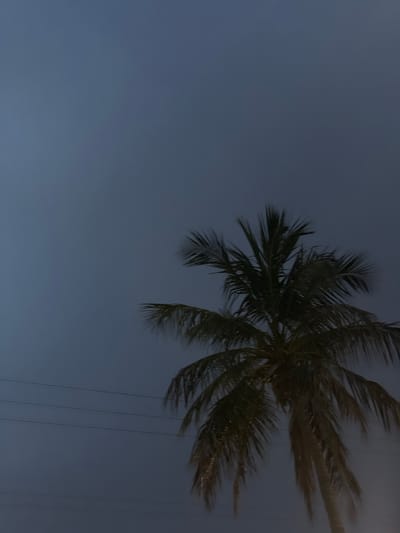 An outdoor, low-angle, full shot captures a portion of a palm tree against a dark blue, cloudy sky in West Palm Beach, United States of America. The palm tree, positioned on the right side of the frame, is depicted with its fronds extending outwards and downwards. The sky above is uniformly dark, suggesting either twilight or an overcast day. In the lower left quadrant of the image, three thin, dark horizontal lines are visible, consistent with overhead power lines. The scene is devoid of any people or animals. The lighting is dim, and the focus appears slightly soft, contributing to a somewhat muted and atmospheric visual.