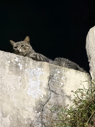 A gray tabby cat peers from the top of a cracked, weathered wall at night. The cat's head and upper body are visible, angled downwards towards the viewer. The background is a solid black void. Sparse greenery grows atop the right side of the wall, adding texture and color to the scene. The wall itself is light in color, with variations in tone suggesting age and wear.
